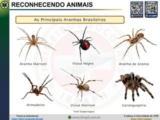 Conheça a Universidade do APH
https://bit.ly/uniaph
Torne-se instrutor(a)
https://bit.ly/academia-ibraph
RECONHECENDO ANIMAIS
As Principais Aranhas Brasileiras
Fonte: Google imagens
Aranha Marrom Viúva Negra Aranha de Grama
Armadeira Viúva Marrom Caranguejeira
 