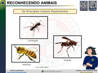 Conheça a Universidade do APH
https://bit.ly/uniaph
Torne-se instrutor(a)
https://bit.ly/academia-ibraph
RECONHECENDO ANIMAIS
Os Principais Insetos Peçonhentos
Abelhas
Vespas
Formigas
Fonte: Google imagens
 