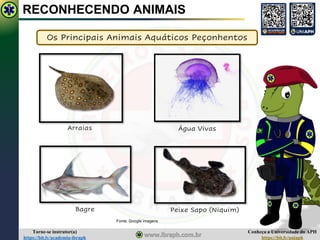 Conheça a Universidade do APH
https://bit.ly/uniaph
Torne-se instrutor(a)
https://bit.ly/academia-ibraph
RECONHECENDO ANIMAIS
Os Principais Animais Aquáticos Peçonhentos
Arraias Água Vivas
Bagre Peixe Sapo (Niquim)
Fonte: Google imagens
 