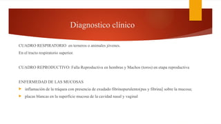 Diagnostico clínico
CUADRO RESPIRATORIO en terneros o animales jóvenes.
En el tracto respiratorio superior.
CUADRO REPRODUCTIVO: Falla Reproductiva en hembras y Machos (toros) en etapa reproductiva
ENFERMEDAD DE LAS MUCOSAS
 inflamación de la tráquea con presencia de exudado fibrinopurulento(pus y fibrina) sobre la mucosa;
 placas blancas en la superficie mucosa de la cavidad nasal y vaginal
 