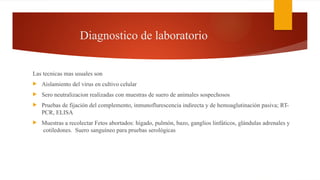 Diagnostico de laboratorio
Las tecnicas mas usuales son
 Aislamiento del virus en cultivo celular
 Sero neutralizacion realizadas con muestras de suero de animales sospechosos
 Pruebas de fijación del complemento, inmunoflurescencia indirecta y de hemoaglutinación pasiva; RT-
PCR, ELISA
 Muestras a recolectar Fetos abortados: hígado, pulmón, bazo, ganglios linfáticos, glándulas adrenales y
cotiledones. Suero sanguíneo para pruebas serológicas
 