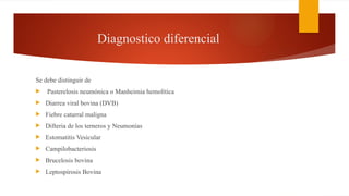 Diagnostico diferencial
Se debe distinguir de
 Pasterelosis neumónica o Manheimia hemolítica
 Diarrea viral bovina (DVB)
 Fiebre catarral maligna
 Difteria de los terneros y Neumonías
 Estomatitis Vesicular
 Campilobacteriosis
 Brucelosis bovina
 Leptospirosis Bovina
 