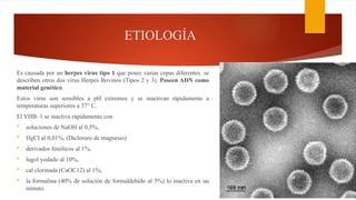 ETIOLOGÍA
Es causada por un herpes virus tipo 1 que posee varias cepas diferentes. se
describen otros dos virus Herpes Bovinos (Tipos 2 y 3). Poseen ADN como
material genético.
Estos virus son sensibles a pH extremos y se inactivan rápidamente a
temperaturas superiores a 37° C.
El VHB–1 se inactiva rápidamente con
 soluciones de NaOH al 0,5%,
 HgCI al 0,01%, (Dicloruro de magnesio)
 derivados fenólicos al 1%,
 lugol yodado al 10%,
 cal clorinada (CaOC12) al 1%;
 la formalina (40% de solución de formaldehído al 5%) lo inactiva en un
minuto.
 