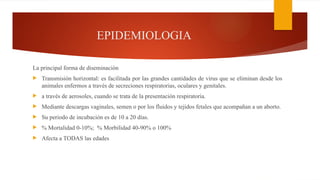 EPIDEMIOLOGIA
La principal forma de diseminación
 Transmisión horizontal: es facilitada por las grandes cantidades de virus que se eliminan desde los
animales enfermos a través de secreciones respiratorias, oculares y genitales.
 a través de aerosoles, cuando se trata de la presentación respiratoria.
 Mediante descargas vaginales, semen o por los fluidos y tejidos fetales que acompañan a un aborto.
 Su periodo de incubación es de 10 a 20 días.
 % Mortalidad 0-10%; % Morbilidad 40-90% o 100%
 Afecta a TODAS las edades
 
