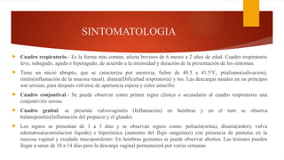 SINTOMATOLOGIA
 Cuadro respiratorio.- Es la forma más común, afecta bovinos de 6 meses a 2 años de edad. Cuadro respiratorio
leve, subagudo, agudo e hiperagudo, de acuerdo a la intensidad y duración de la presentación de los sintomas.
 Tiene un inicio abrupto, que se caracteriza por anorexia, fiebre de 40.5 a 41.5°C, ptialismo(salivacion),
rinitis(inflamación de la mucosa nasal), disnea(Dificultad respiratoria) y tos. Las descargas nasales en un principio
son serosas, para después volverse de apariencia espesa y color amarillo.
 Cuadro conjuntival.- Se puede observar como primer signo clínico o secundario al cuadro respiratorio una
conjuntivitis serosa.
 Cuadro genital: se presenta vulvovaginitis (Inflamación) en hembras y en el toro se observa
balanopostitis(Inflamación del prepucio y el glande).
 Los signos se presentan de 1 a 3 días y se observan signos como: poliuria(orina), disuria(ardor); vulva
edematosa(acumulacion liquido) e hiperémica (aumento del flujo sanguineo) con presencia de pústulas en la
mucosa vaginal y exudado mucopurulento: En hembras gestantes se puede observar abortos. Las lesiones pueden
llegar a sanar de 10 a 14 días pero la descarga vaginal permanecerá por varias semanas
 
