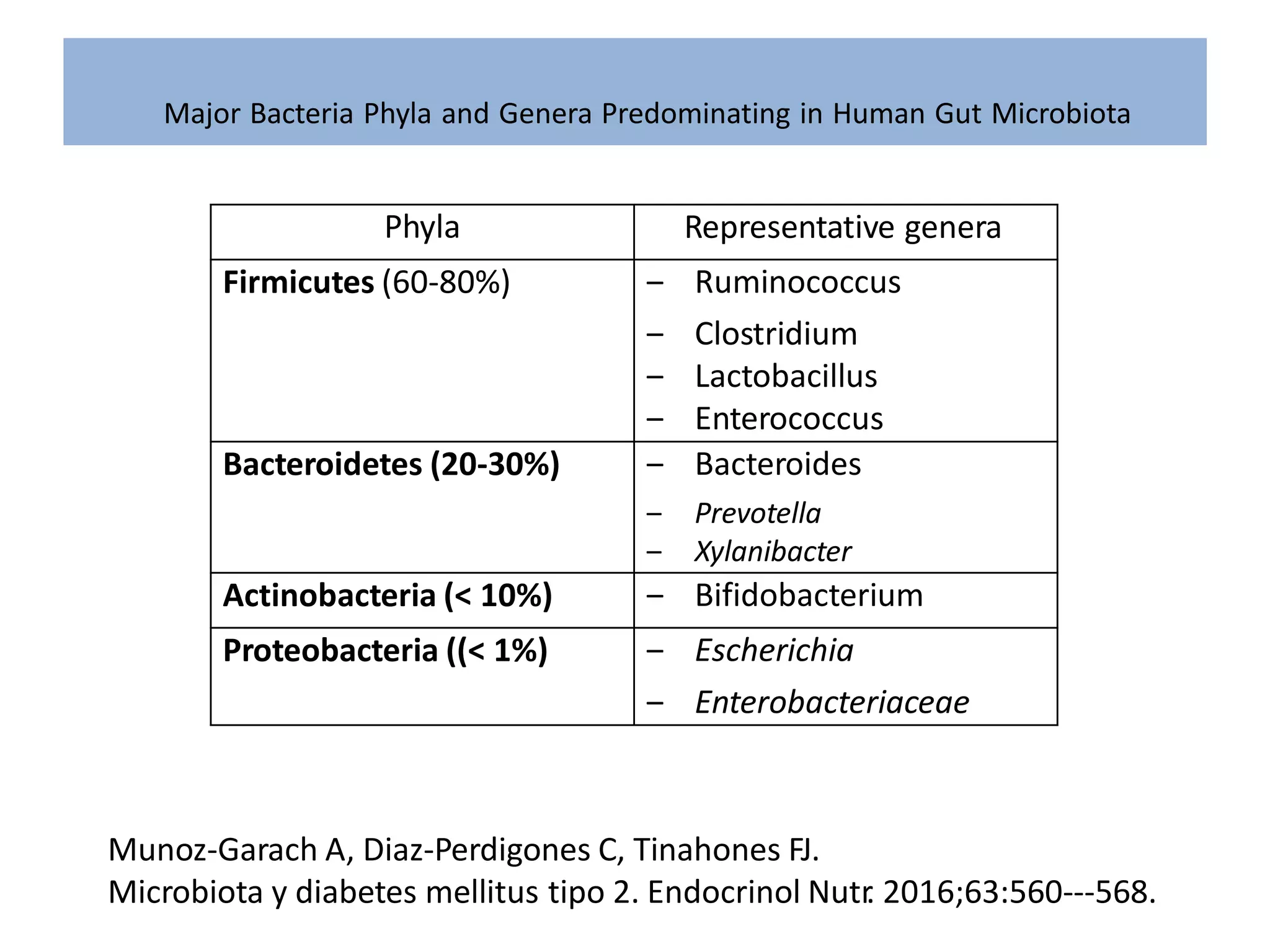 Major Bacteria Phyla and Genera Predominating in Human Gut Microbiota
Munoz-Garach A, Diaz-Perdigones C, Tinahones FJ.
Microbiota y diabetes mellitus tipo 2. Endocrinol Nutr
. 2016;63:560---568.
Phyla Representative genera
Firmicutes (60-80%) ‒ Ruminococcus
‒ Clostridium
‒ Lactobacillus
‒ Enterococcus
Bacteroidetes (20-30%) ‒ Bacteroides
‒ Prevotella
‒ Xylanibacter
Actinobacteria (< 10%) ‒ Bifidobacterium
Proteobacteria ((< 1%) ‒ Escherichia
‒ Enterobacteriaceae
 
