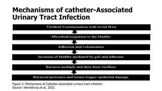 Mechanisms of catheter-Associated
Urinary Tract Infection
Figure 2: Mechanisms of Catheter-associated urinary tract infection.
Source: Werneburg et al., 2022.
 