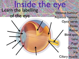 Inside the eye
Learn the labellingVitreous humour
  of the eye       Aqueous humour
                        Optic nerve
                               Fovea
                               Retina
                           Blind spot
                                 Lens
                                Pupil
                              Cornea
                                  Iris
               2      Ciliary muscle
 