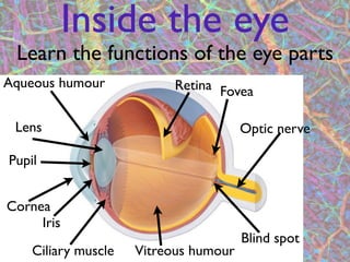 Inside the eye
 Learn the functions of the eye parts
Aqueous humour             Retina Fovea

 Lens                                  Optic nerve

Pupil


Cornea
     Iris
                                       Blind spot
    Ciliary muscle   Vitreous humour
                        3
 