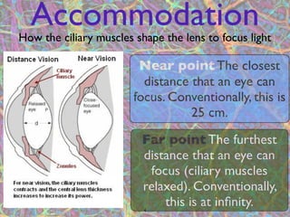 Accommodation
How the ciliary muscles shape the lens to focus light

                         Near point The closest
                          distance that an eye can
                        focus. Conventionally, this is
                                   25 cm.

                         Far point The furthest
                         distance that an eye can
                          focus (ciliary muscles
                         relaxed). Conventionally,
                          4
                             this is at inﬁnity.
 