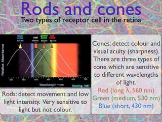 Rods and cones
       Two types of receptor cell in the retina


                                   Cones: detect colour and
                                   visual acuity (sharpness).
                                   There are three types of
                                   cone which are sensitive
                                   to different wavelengths
                                            of light.
                                     Red (long λ, 560 nm)
Rods: detect movement and low
                                   Green (medium, 530 nm)
light intensity. Very sensitive to
                                     Blue (short, 430 nm)
       light but not colour.
                              6
 