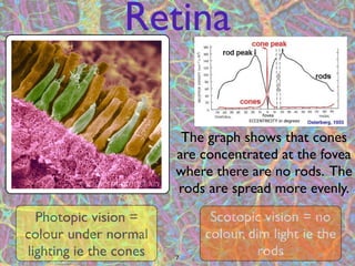 Retina

                         The graph shows that cones
                        are concentrated at the fovea
                        where there are no rods. The
                        rods are spread more evenly.
  Photopic vision =          Scotopic vision = no
colour under normal         colour, dim light ie the
lighting ie the cones   7
                                      rods
 