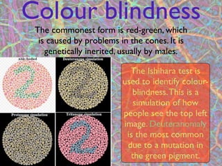 Colour blindness
 The commonest form is red-green, which
  is caused by problems in the cones. It is
    genetically inerited, usually by males.

                           The Ishihara test is
                         used to identify colour-
                            blindness. This is a
                            simulation of how
                         people see the top left
                         image. Deuteranomaly
                          is the most common
                          due to a mutation in
                     8
                           the green pigment.
 
