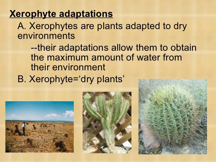 Plants PowerPoint