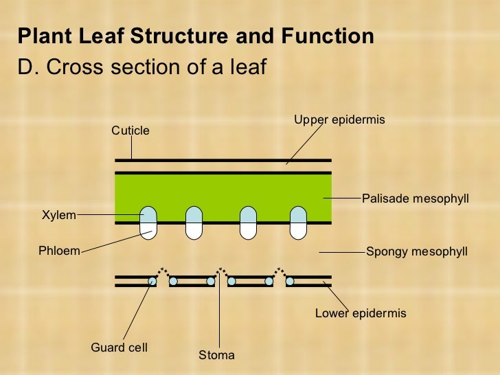 What is the primary function of a mesophyll cell in a plant leaf?