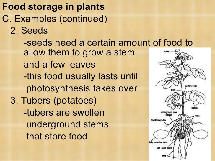 Plants PowerPoint