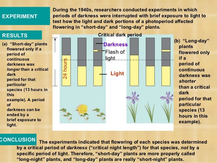 Plants PowerPoint