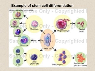 Example of stem cell differentiation 