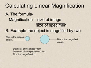 Calculating Linear Magnification  A. The formula- Magnification = size of image   size of specimen B. Example-the object is magnified by two This is the magnified  image. This is the original  object. Diameter of the image=4cm Diameter of the specimen=2 cm  Find the magnification. 