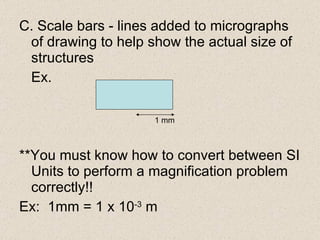 C. Scale bars - lines added to micrographs of drawing to help show the actual size of structures Ex. **You must know how to convert between SI Units to perform a magnification problem correctly!! Ex:  1mm = 1 x 10 -3  m 1 mm 