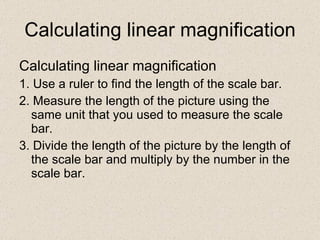 Calculating linear magnification Calculating linear magnification 1. Use a ruler to find the length of the scale bar. 2. Measure the length of the picture using the same unit that you used to measure the scale bar. 3. Divide the length of the picture by the length of the scale bar and multiply by the number in the scale bar. 