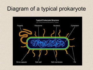 Diagram of a typical prokaryote 
