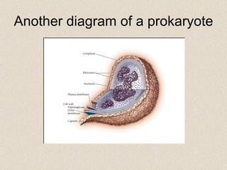 Another diagram of a prokaryote 