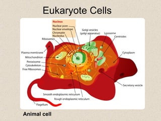 Eukaryote Cells Animal cell 