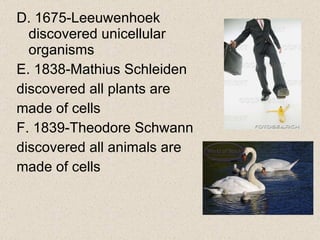 D. 1675-Leeuwenhoek discovered unicellular organisms E. 1838-Mathius Schleiden  discovered all plants are  made of cells F. 1839-Theodore Schwann  discovered all animals are  made of cells 