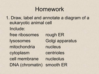 Homework 1. Draw, label and annotate a diagram of a eukaryotic animal cell Include:  free ribosomes rough ER lysosomes Golgi apparatus mitochondria nucleus cytoplasm centrioles cell membrane nucleolus DNA (chromatin) smooth ER 