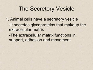 1. Animal cells have a secretory vesicle -It secretes glycoproteins that makeup the extracellular matrix -The extracellular matrix functions in support, adhesion and movement The Secretory Vesicle 