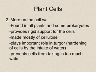 2. More on the cell wall -Found in all plants and some prokaryotes -provides rigid support for the cells -made mostly of cellulose -plays important role in turgor (hardening of cells by the intake of water) -prevents cells from taking in too much water Plant Cells 