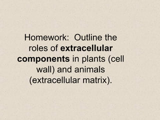 Homework:  Outline the roles of  extracellular components  in plants (cell wall) and animals (extracellular matrix). 