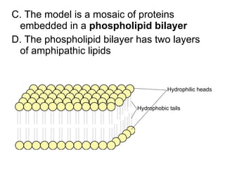 C. The model is a mosaic of proteins embedded in a  phospholipid bilayer D. The phospholipid bilayer has two layers of amphipathic lipids Hydrophilic heads Hydrophobic tails 