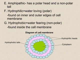 E. Amphipathic- has a polar head and a non-polar tail F. Hydrophilic=water loving (polar) -found on inner and outer edges of cell membrane G. Hydrophobic=water fearing (non-polar) -found inside the cell membrane Hydrophilic heads Cytoplasm Hydrophobic tails Diagram of cell membrane 