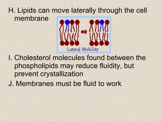 H. Lipids can move laterally through the cell membrane I. Cholesterol molecules found between the phospholipids may reduce fluidity, but prevent crystallization J. Membranes must be fluid to work 