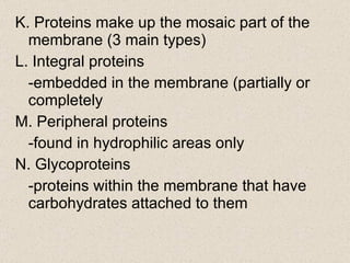 K. Proteins make up the mosaic part of the membrane (3 main types) L. Integral proteins -embedded in the membrane (partially or completely M. Peripheral proteins -found in hydrophilic areas only N. Glycoproteins -proteins within the membrane that have carbohydrates attached to them 
