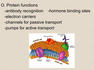 O. Protein functions -antibody recognition -hormone binding sites -electron carriers -channels for passive transport  -pumps for active transport 