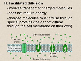 H. Facilitated diffusion -involves transport of charged molecules -does not require energy -charged molecules must diffuse through special proteins (the cannot diffuse through the cell membrane on their own) 