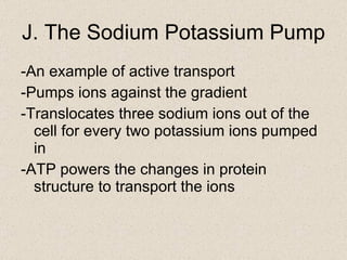 J. The Sodium Potassium Pump -An example of active transport -Pumps ions against the gradient -Translocates three sodium ions out of the cell for every two potassium ions pumped in  -ATP powers the changes in protein structure to transport the ions 