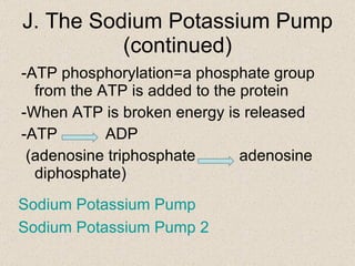 -ATP phosphorylation=a phosphate group from the ATP is added to the protein -When ATP is broken energy is released -ATP   ADP (adenosine triphosphate  adenosine diphosphate) J. The Sodium Potassium Pump (continued) Sodium Potassium Pump Sodium Potassium Pump 2  