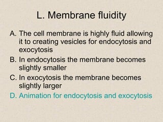 L. Membrane fluidity The cell membrane is highly fluid allowing it to creating vesicles for endocytosis and exocytosis In endocytosis the membrane becomes slightly smaller In exocytosis the membrane becomes slightly larger Animation for  endocytosis  and  exocytosis 