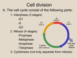Cell division A. The cell cycle consist of the following parts: 1. Interphase (3 stages) -G1 -S -G2 2. Mitosis (4 stages) -Prophase -Metaphase -Anaphase -Telophase 3. Cytokinesis (not truly separate from mitosis) 