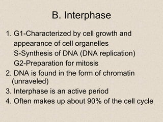 B. Interphase 1. G1-Characterized by cell growth and appearance of cell organelles  S-Synthesis of DNA (DNA replication)  G2-Preparation for mitosis 2. DNA is found in the form of chromatin (unraveled) 3. Interphase is an active period 4. Often makes up about 90% of the cell cycle 