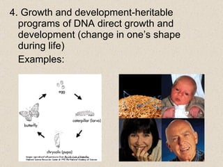 4. Growth and development-heritable programs of DNA direct growth and development (change in one’s shape during life) Examples: 