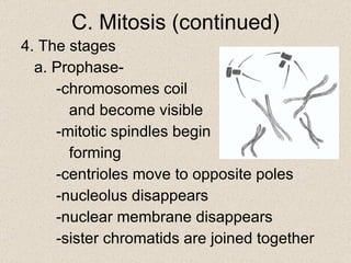 4. The stages a. Prophase- -chromosomes coil    and become visible -mitotic spindles begin    forming -centrioles move to opposite poles -nucleolus disappears -nuclear membrane disappears -sister chromatids are joined together C. Mitosis (continued) 