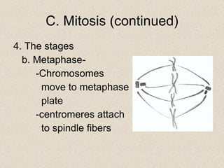 4. The stages b. Metaphase- -Chromosomes   move to metaphase   plate -centromeres attach   to spindle fibers C. Mitosis (continued) 