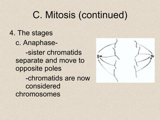 4. The stages c. Anaphase- -sister chromatids  separate and move to  opposite poles -chromatids are now  considered  chromosomes C. Mitosis (continued) 