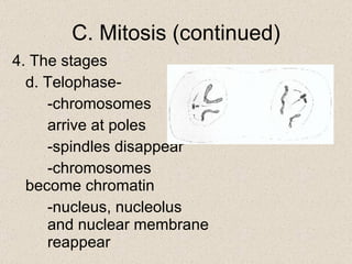 4. The stages d. Telophase- -chromosomes  arrive at poles -spindles disappear -chromosomes  become chromatin -nucleus, nucleolus  and nuclear membrane  reappear C. Mitosis (continued) 