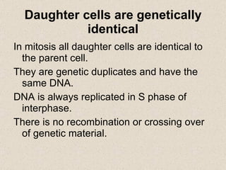 Daughter cells are genetically identical In mitosis all daughter cells are identical to the parent cell.  They are genetic duplicates and have the same DNA.  DNA is always replicated in S phase of interphase. There is no recombination or crossing over of genetic material. 
